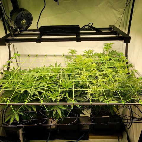 Banana Kush Cake growlog timeline photo