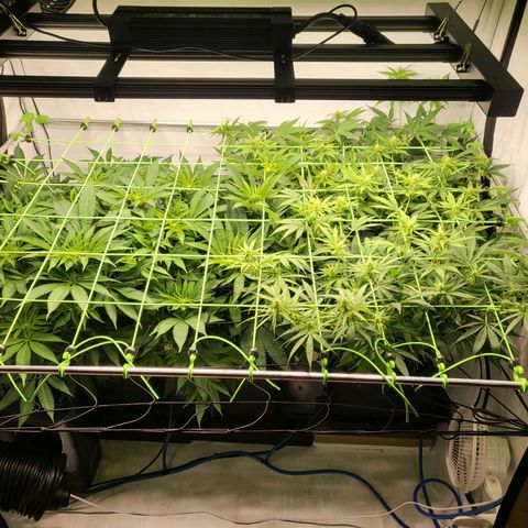 Banana Kush Cake growlog timeline photo