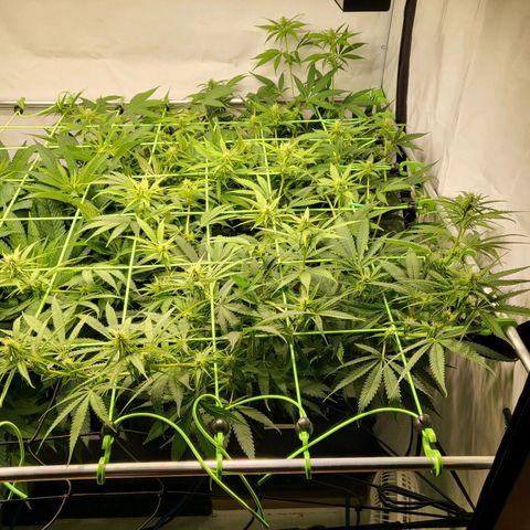 Banana Kush Cake growlog timeline photo