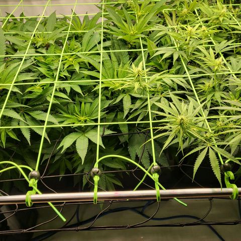 Purple Cookie Kush growlog timeline photo