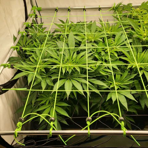 White Widow growlog timeline photo