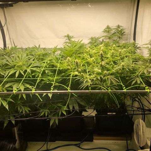 Banana Kush Cake growlog timeline photo
