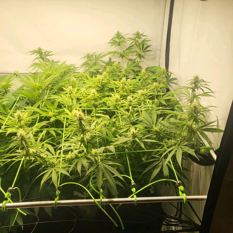 Banana Kush Cake growlog timeline photo