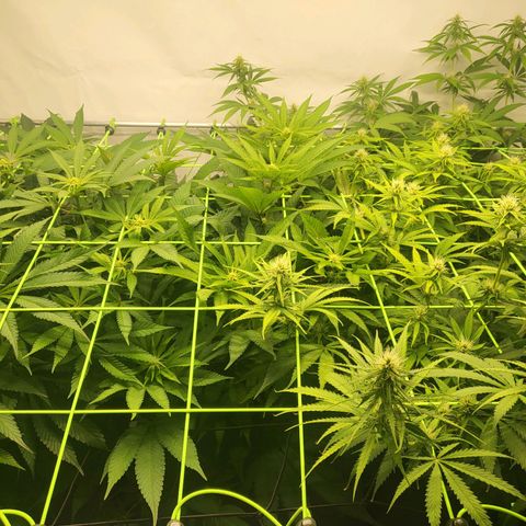 Purple Cookie Kush growlog timeline photo
