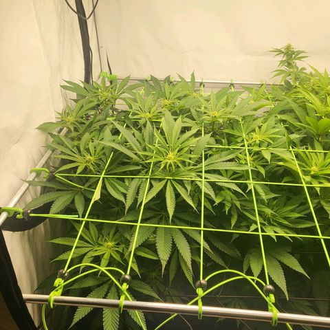 White Widow growlog timeline photo