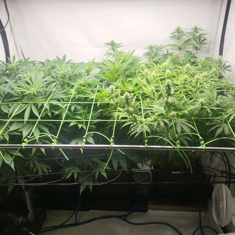 Banana Kush Cake growlog timeline photo