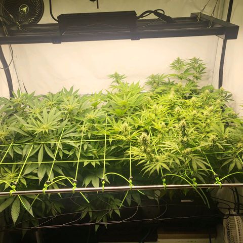 Banana Kush Cake growlog timeline photo