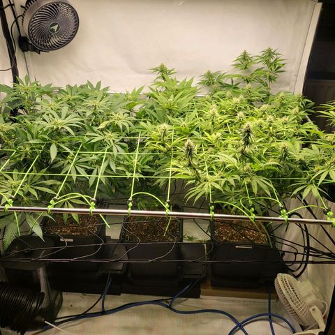 Banana Kush Cake growlog timeline photo
