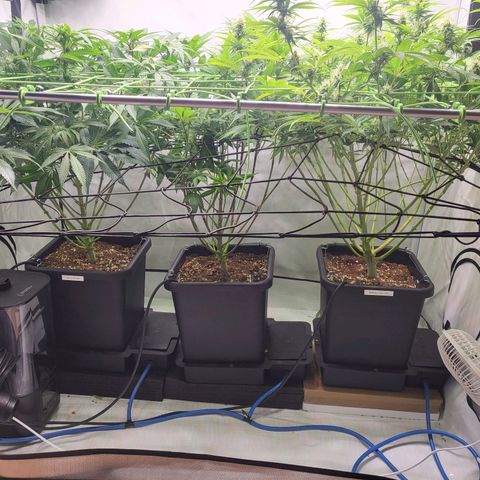 Banana Kush Cake growlog timeline photo