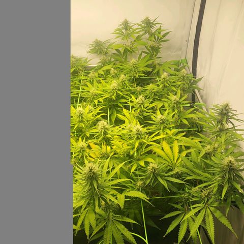 Banana Kush Cake growlog timeline photo
