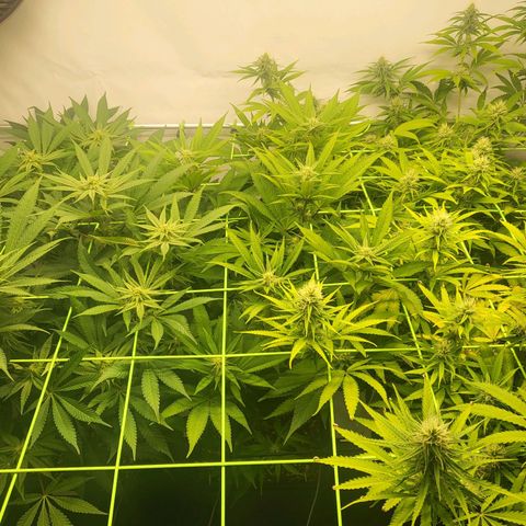 Purple Cookie Kush growlog timeline photo