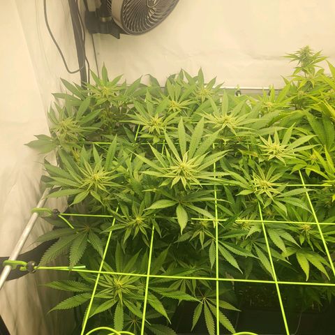 White Widow growlog timeline photo
