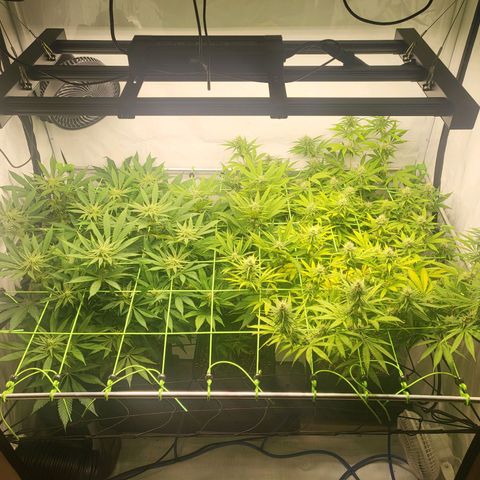 Banana Kush Cake growlog timeline photo