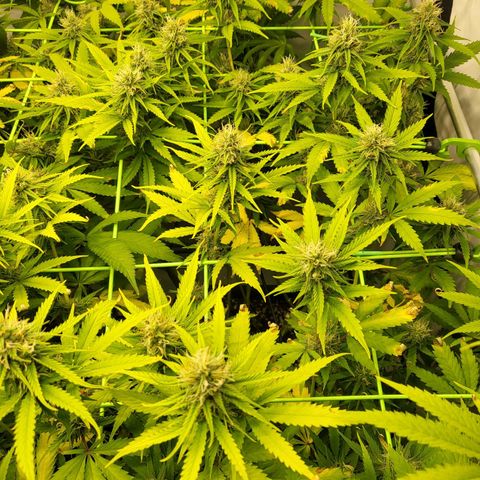 Banana Kush Cake growlog timeline photo