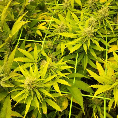 Banana Kush Cake growlog timeline photo