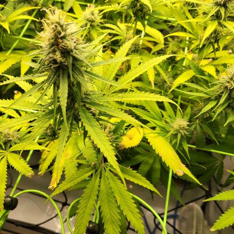 Banana Kush Cake growlog timeline photo