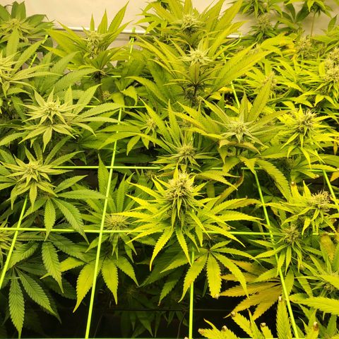 Purple Cookie Kush growlog timeline photo