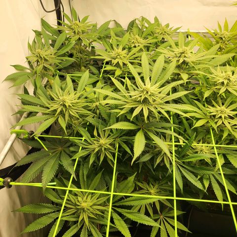 White Widow growlog timeline photo