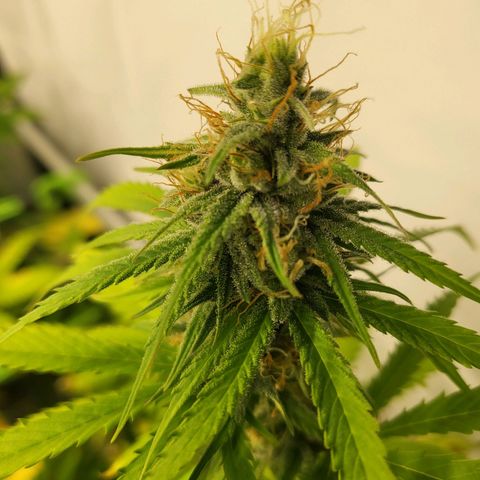 Banana Kush Cake growlog timeline photo