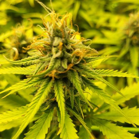 Banana Kush Cake growlog timeline photo