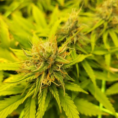 Banana Kush Cake growlog timeline photo
