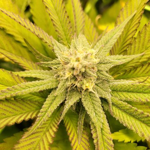 Purple Cookie Kush growlog timeline photo