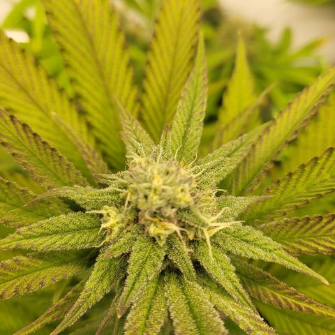 Purple Cookie Kush growlog timeline photo