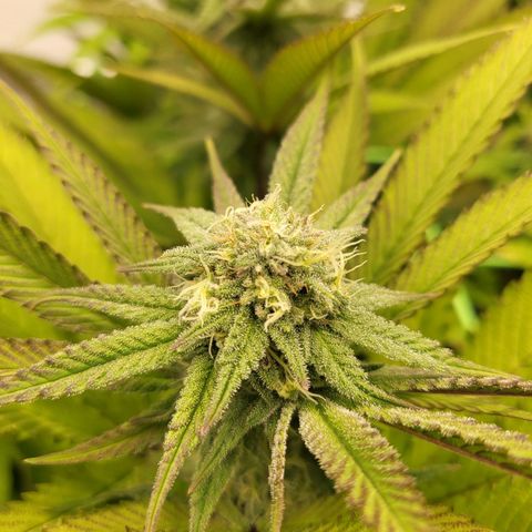 Purple Cookie Kush growlog timeline photo
