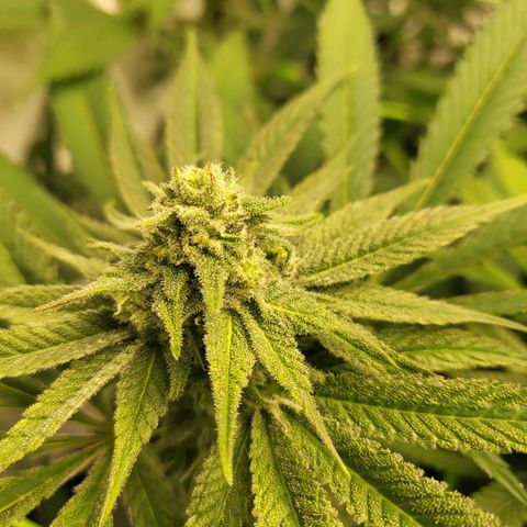 White Widow growlog timeline photo