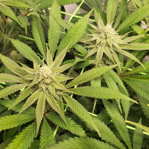 White Widow growlog timeline photo