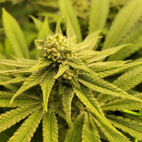White Widow growlog timeline photo