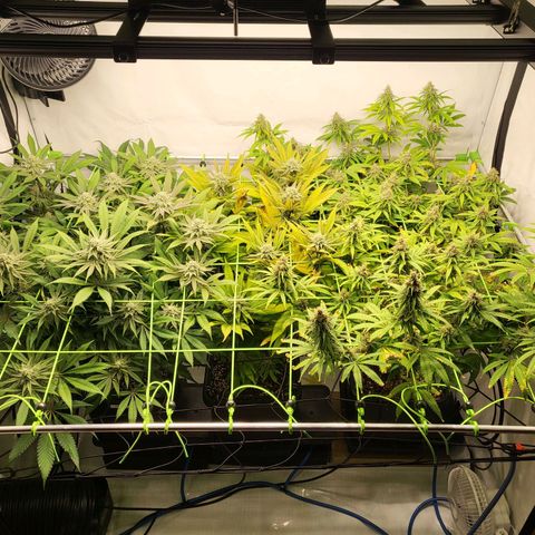 Banana Kush Cake growlog timeline photo