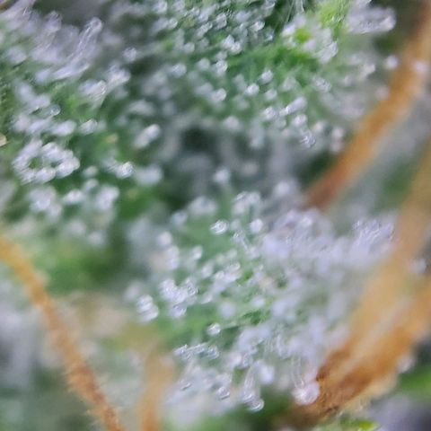 Banana Kush Cake growlog timeline photo