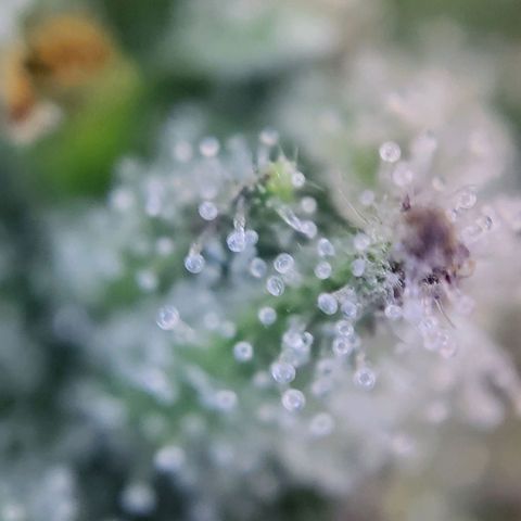 Banana Kush Cake growlog timeline photo