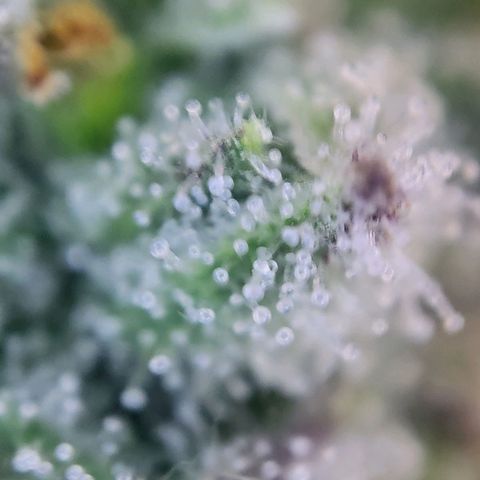 Banana Kush Cake growlog timeline photo