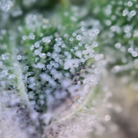 Banana Kush Cake growlog timeline photo