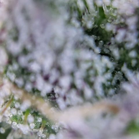 Banana Kush Cake growlog timeline photo