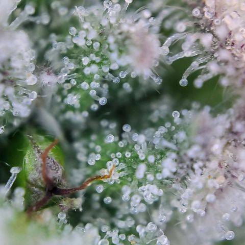 Banana Kush Cake growlog timeline photo