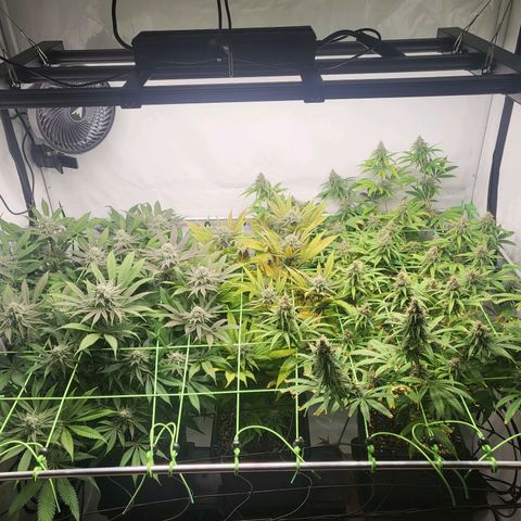 Banana Kush Cake growlog timeline photo