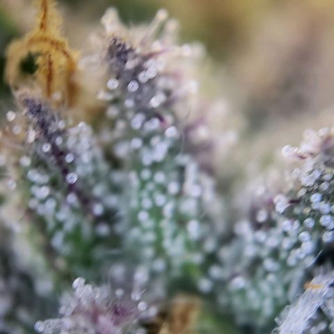 Banana Kush Cake growlog timeline photo