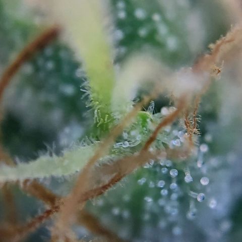 Banana Kush Cake growlog timeline photo
