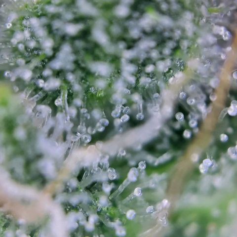 Banana Kush Cake growlog timeline photo