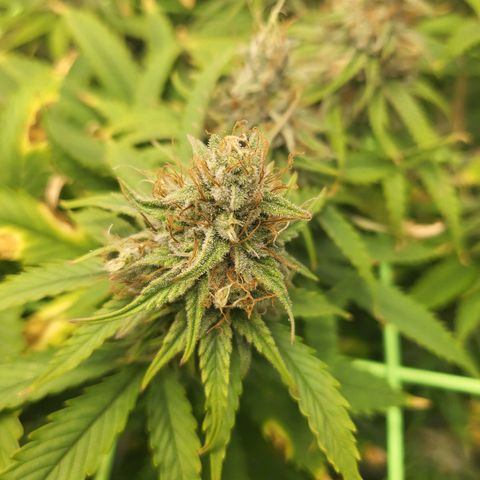 Banana Kush Cake growlog timeline photo