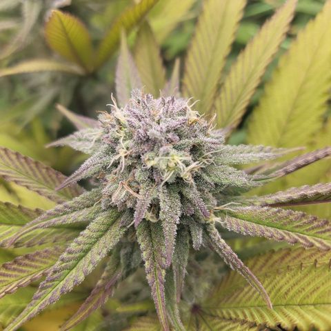 Purple Cookie Kush growlog timeline photo