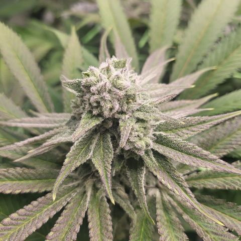 White Widow growlog timeline photo