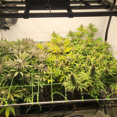 Banana Kush Cake growlog timeline photo