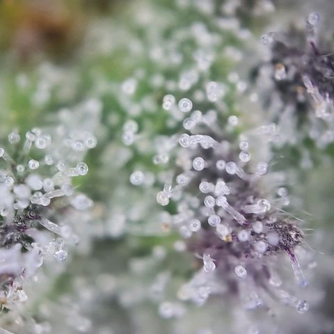 White Widow growlog timeline photo
