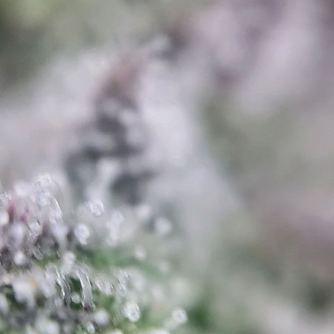 White Widow growlog timeline photo