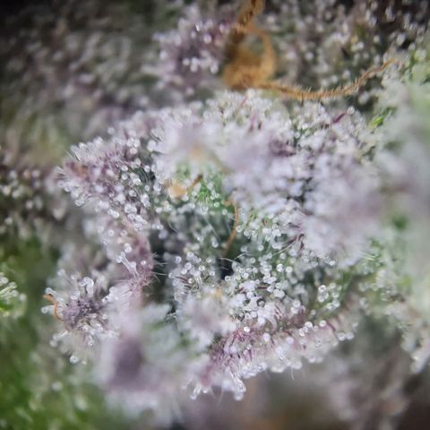 Purple Cookie Kush growlog timeline photo