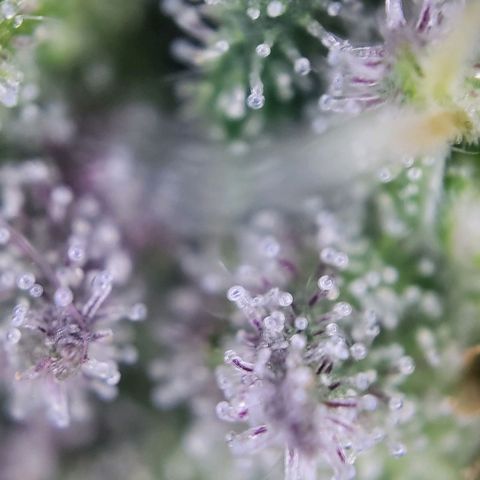 Purple Cookie Kush growlog timeline photo